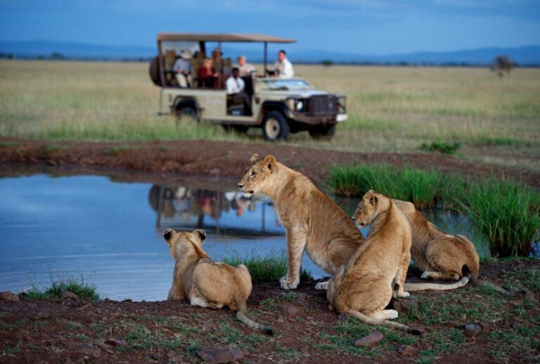 Best South African Safari Companies for Luxury & Wildlife Tours in 2025
